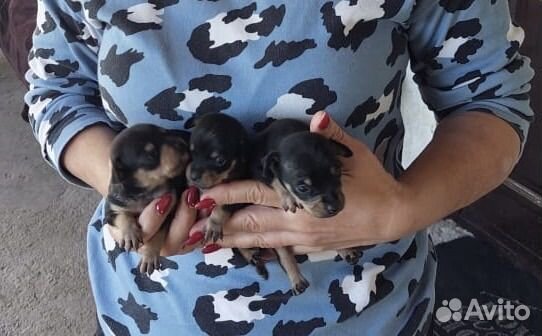 Мини той-терьер щенки