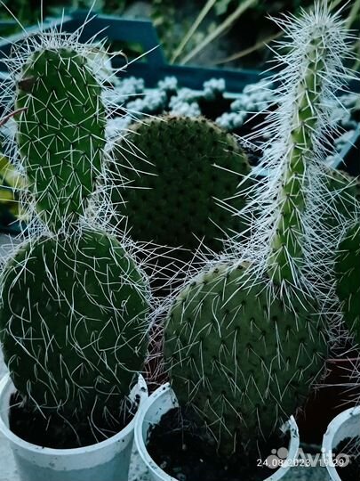 Кактус опунция