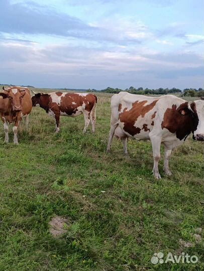 Коровы и телки