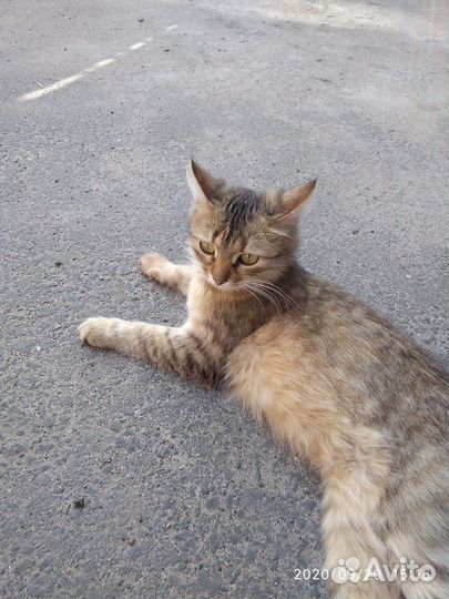 Кошечка ищет дом