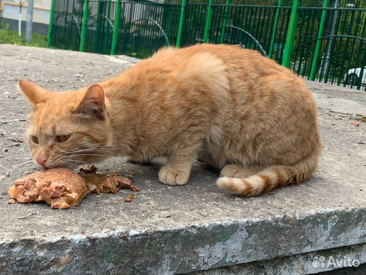 Рыжего котика выгнали на улицу