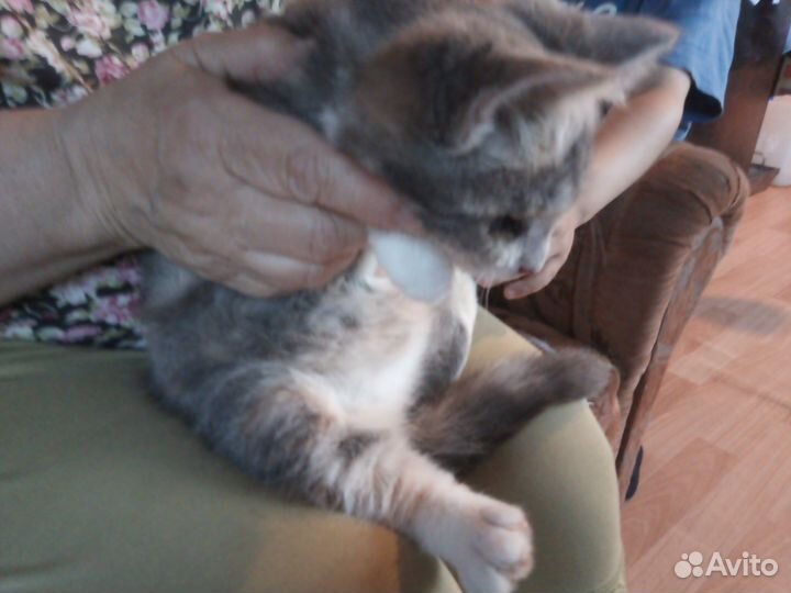 Котёнок (девочка)