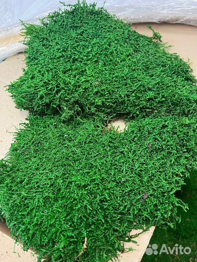 Плоский мох Премиум