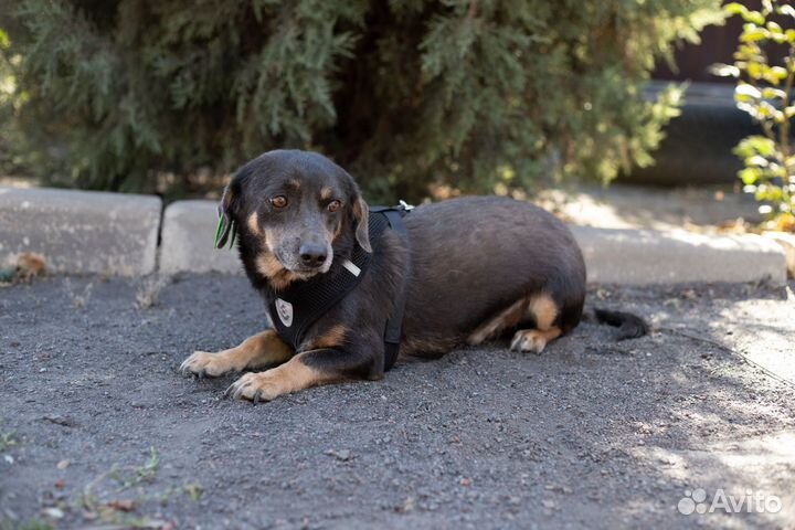 Собака в добрые руки