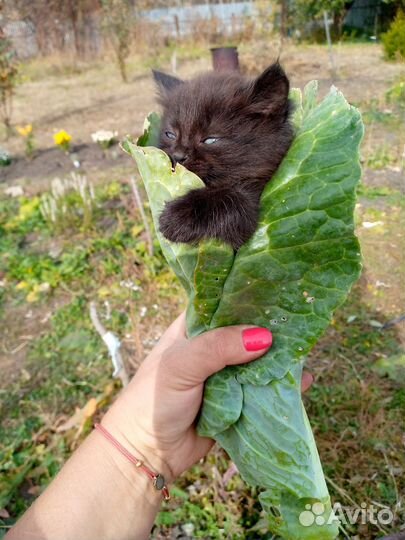 Котенок в дар бесплатно