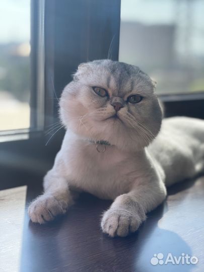 Кот на вязку