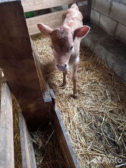 Бычки,телята