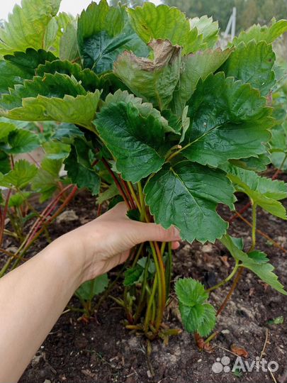 Клубника Альба, Купчиха, Азия усы саженцы рассада