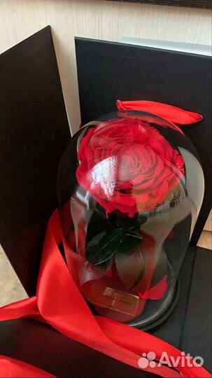 Вечная роза в колбе