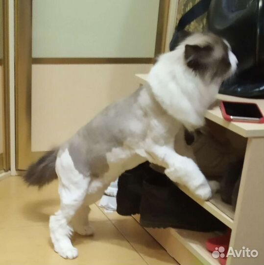 Стрижка собак и кошек