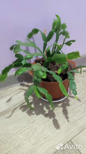 Комнатные цветы