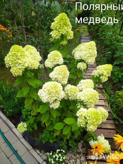 Гортензии метельчатые и древовидные