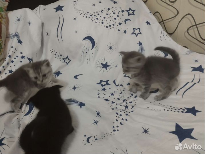 Продам котят