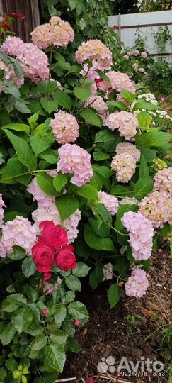 Саженцы гортензии