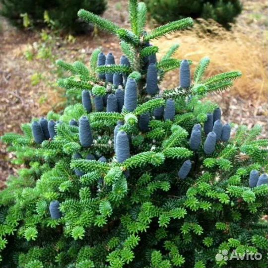 Пихта корейская