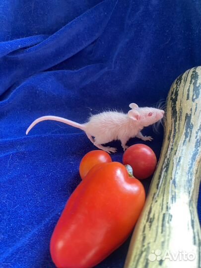 Декоративные крысы