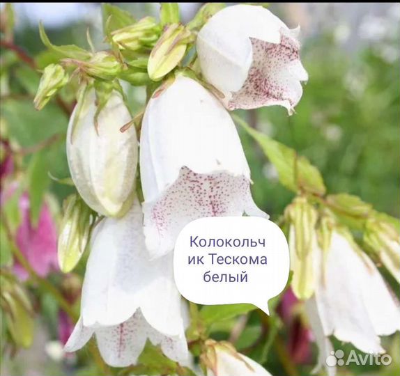 Многолетние цветы не выкапываются