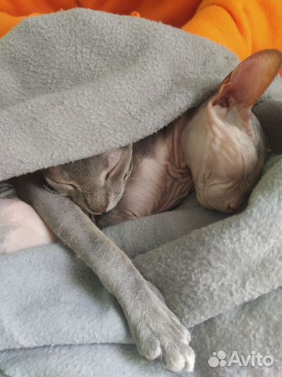 Сфинкс кот для вязки