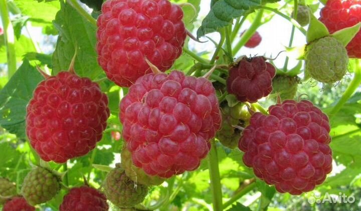 Малина сорт Барнаульская