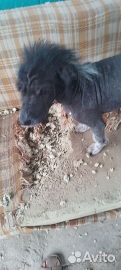 Китайская хохлатая голая