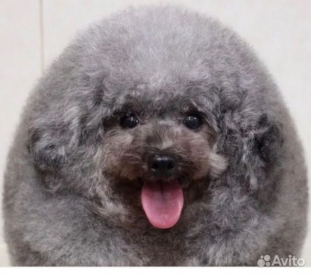 Выгуливать собак