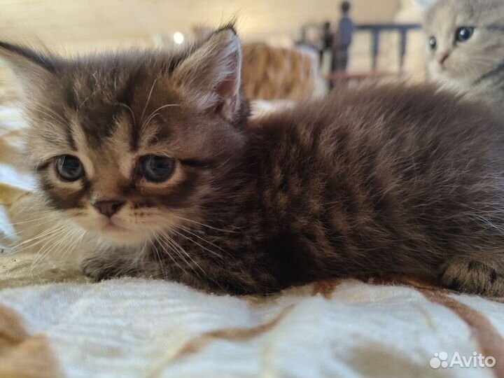 Персидские котята