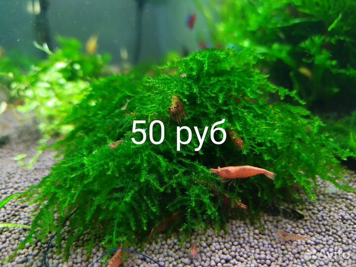 Креветки Вишни сомики