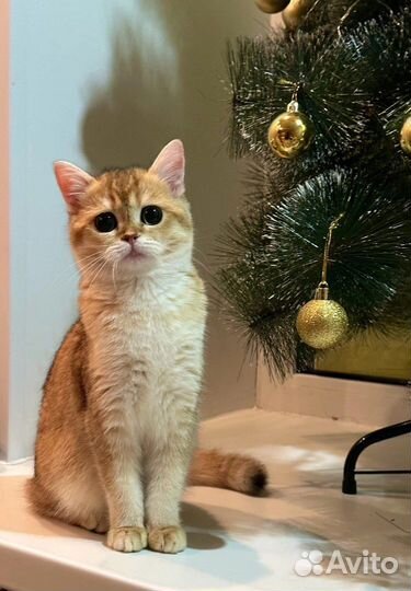 Шотландская