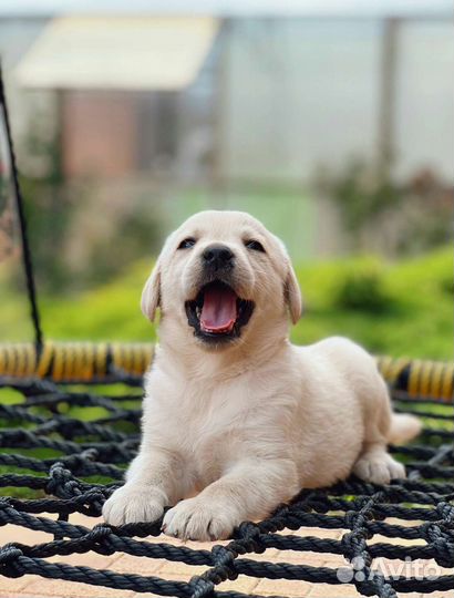 Щенки лабрадора