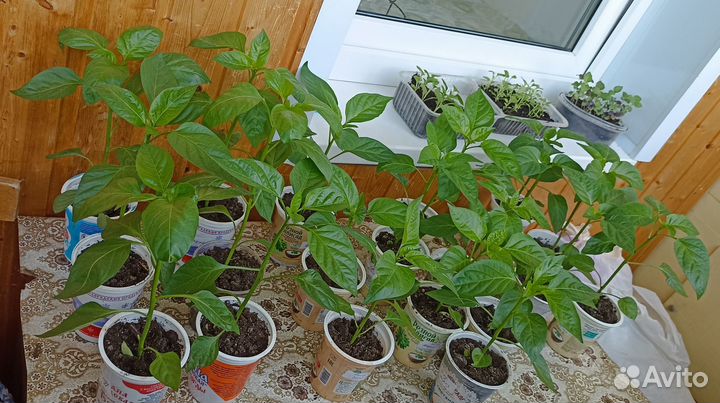 Рассада перцев, сорта в описании