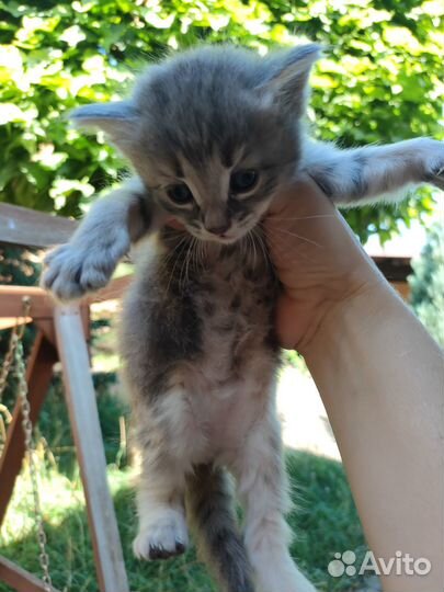 Отдам котят в добрые руки