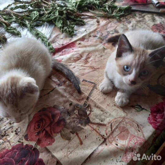 Котята в добрые руки даром