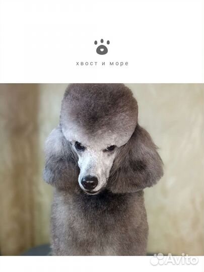 Грумер стрижка собак