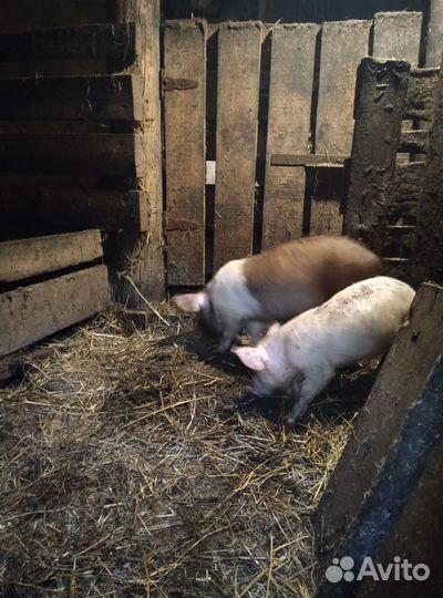 Поросята дюрок -белая русская