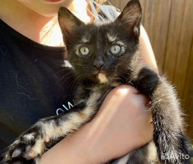 Котята в добрые руки, котенок бесплатно