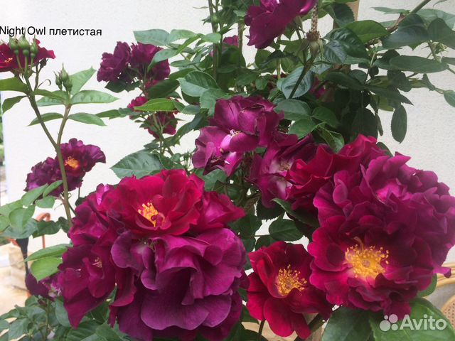 Розы сортовые плетистые саженцы собственокорневые