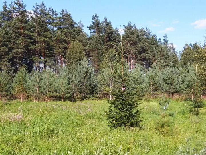 Участок 10 сот. (ИЖС)