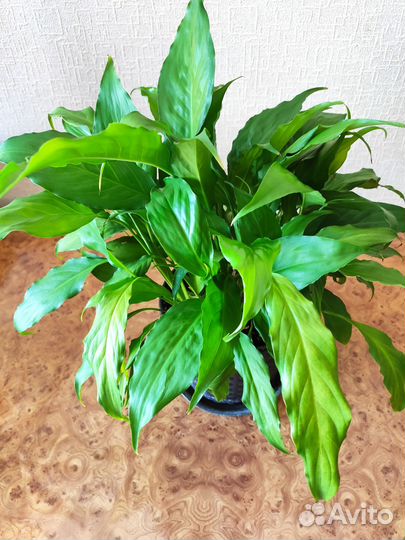 Спатифиллум (Женское счастье)