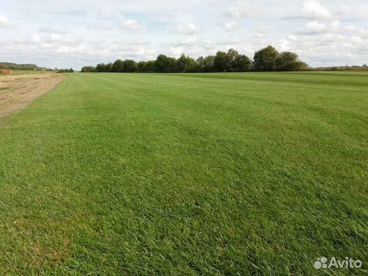 Укладка и продажа рулонного газона