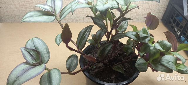 Традесканция