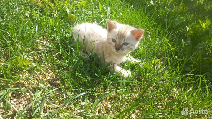 Бенгальские котята