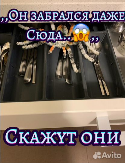 Страшный паук для пранков