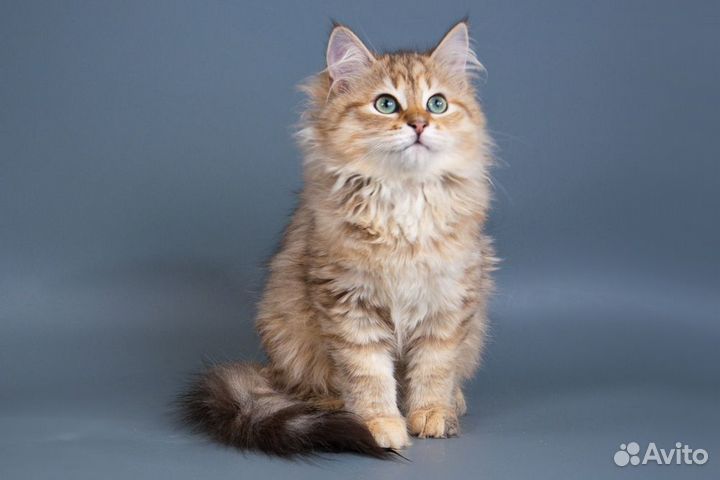 Очаровательные сибирские котята