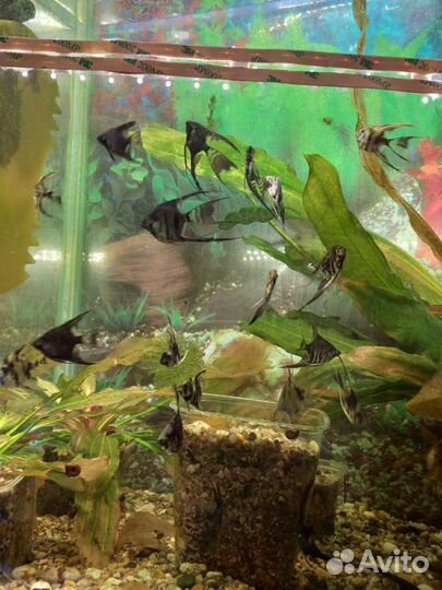 Большой ассортимент аквариумной рыбы
