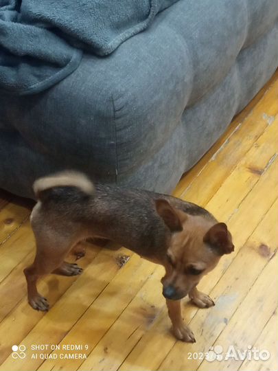 Русский той-терьер