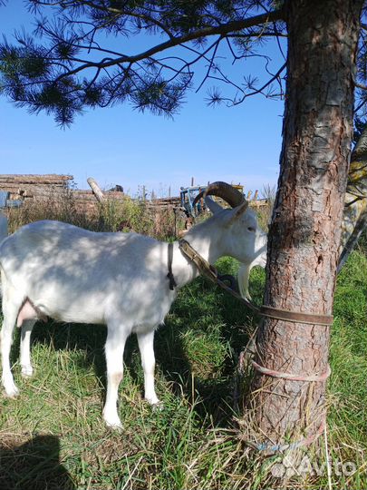 Продам козу