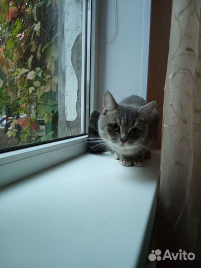 Шотландский котенок