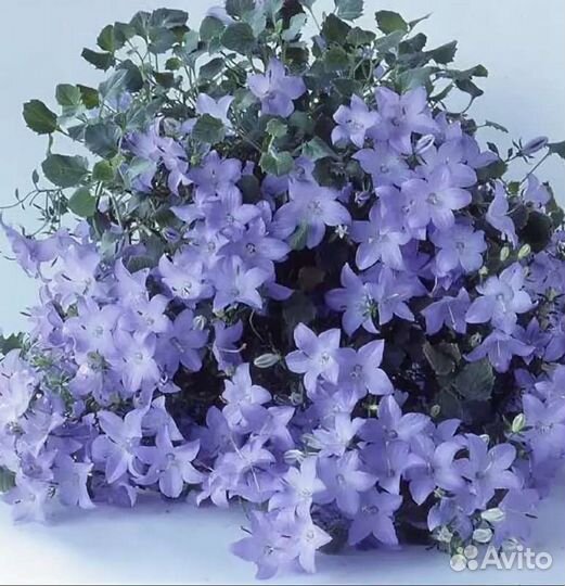 Кампанулы сортовые (женихи, невесты)