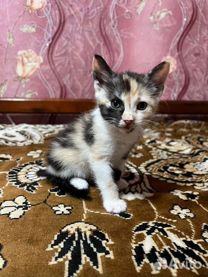 Котята сфинкс браш