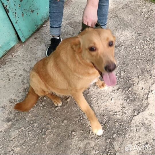 Девочка Рыжулька, около 1,5 года